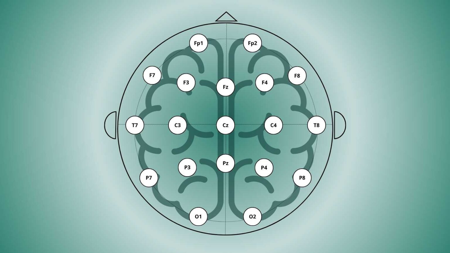 A Guide to EEG Electrode Placement: The 10–20 System Explained ...