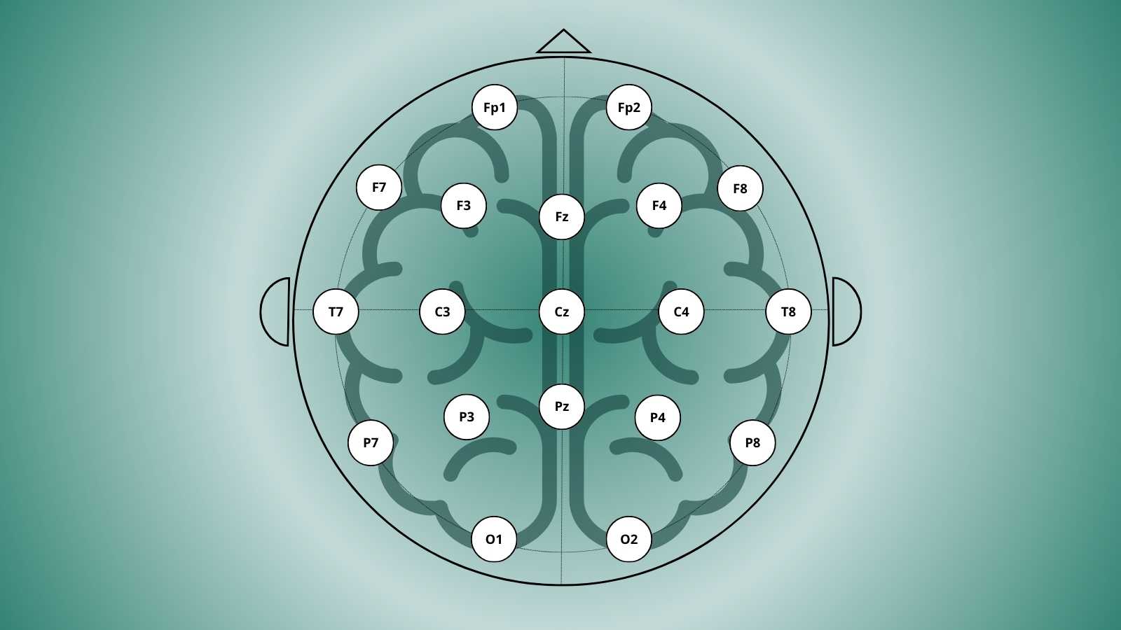 A Guide to the 10–20 EEG System: Why It Still Matters - BrainAccess A Guide to the 10–20 EEG System: Why It Still Matters - BrainAccess